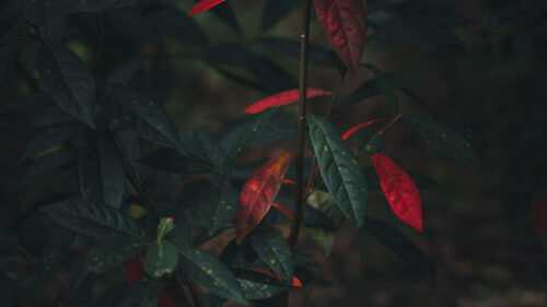 Bush Branch, Leaves Wallpapers Free Download