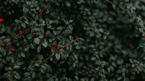 Bush, Plant, Branches Wallpapers Free Download