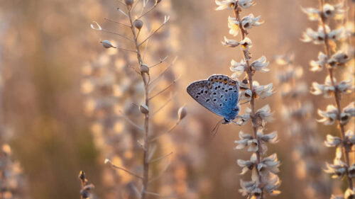 Butterfly, Blue, Insect Wallpapers Free Download