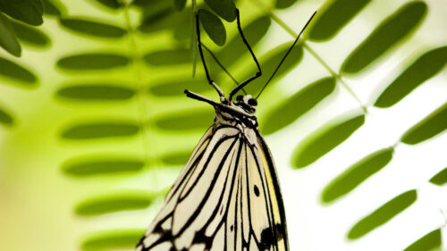Butterfly Wallpapers Free Download (10)