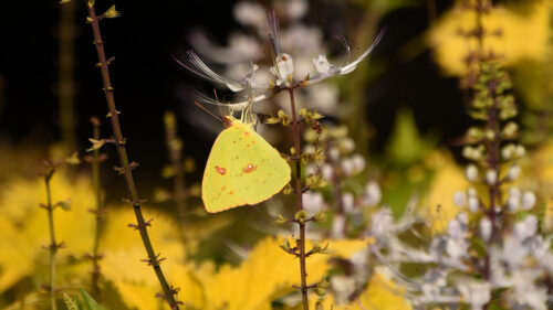 Butterfly Wallpapers Free Download (11)