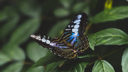 Butterfly Wallpapers Free Download (4)