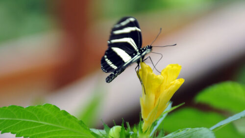 Butterfly Wallpapers Free Download (5)