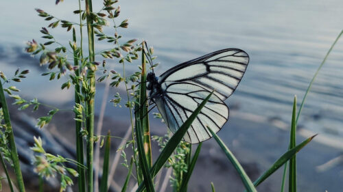 Butterfly Wallpapers Free Download (6)