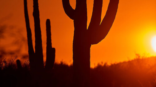 Cactus Wallpapers Free Download (1)