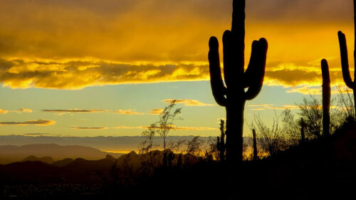 Cactus Wallpapers Free Download (2)