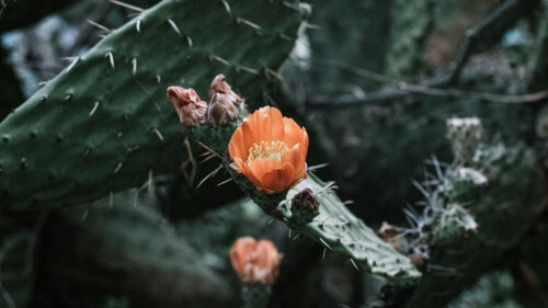 Cactus Wallpapers Free Download (3)