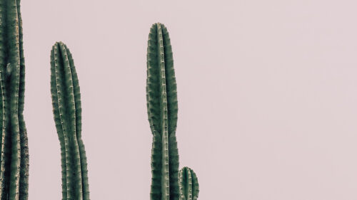 Cactus Wallpapers Free Download (4)