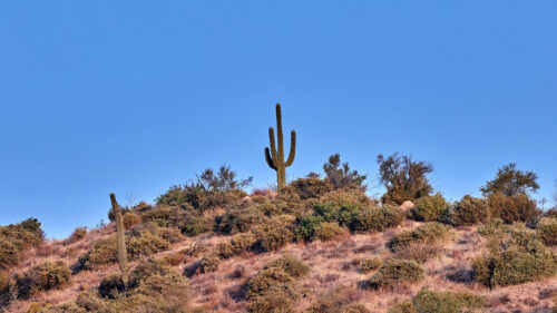Cactus Wallpapers Free Download (5)