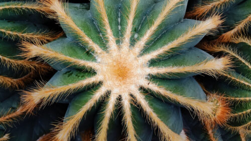 Cactus Wallpapers Free Download (6)