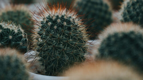 Cactus Wallpapers Free Download (7)