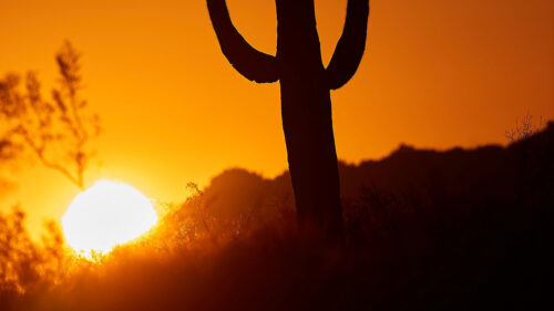 Cactus Wallpapers Free Download (8)