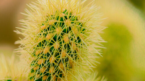 Cactus Wallpapers Free Download (9)