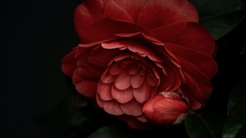 Camellia, Flower Pink, Wallpapers Free Download