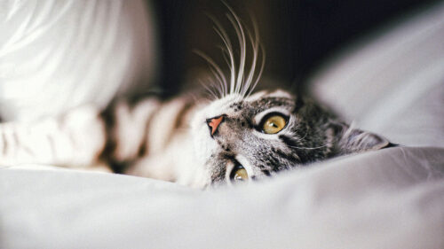 Cat, Animal, Pet, Wallpapers Free Download For Desktop