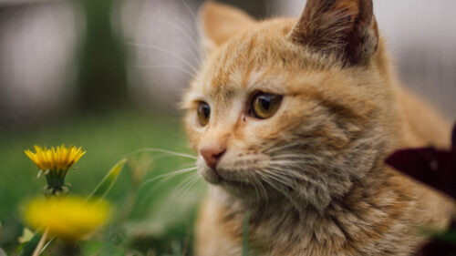 Cat, Flowers, Dandelions, Wallpapers Free Download For Desktop