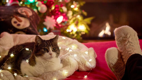 Cat, Garland, Christmas, Tree, Wallpapers Free Download For Desktop