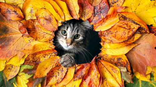 Cat, Leaves, Autumn, Wallpapers Free Download For Desktop