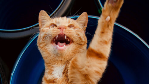 Cat, Paw, Pet, Wallpapers Free Download For Desktop