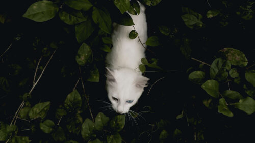 Cat, Pet, Aerial, View, Wallpapers Free Download For Desktop