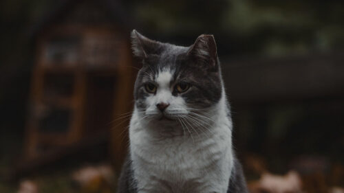 Cat, Pet, Animal, Wallpapers Free Download For Desktop
