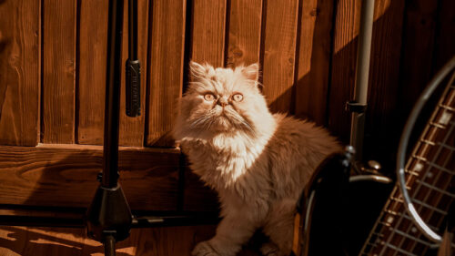 Cat, Pet, Funny, Wallpapers Free Download For Desktop