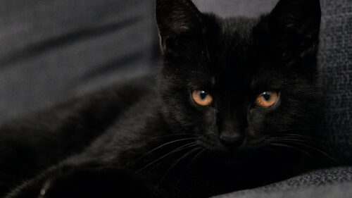 Cat, Pet, Glance, Wallpapers Free Download For Desktop