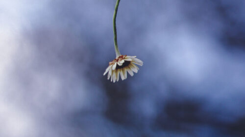 Chamomile, Flower, Macro, Wallpapers Free Download For Desktop