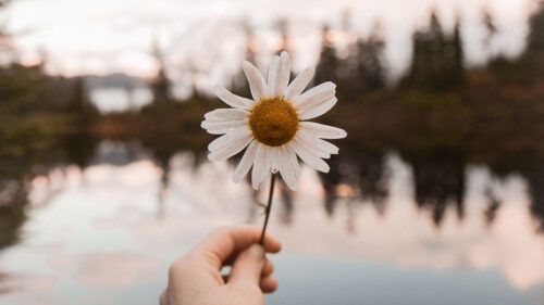 Chamomile, Flower, White HD Wallpapers Free Download For Desktop