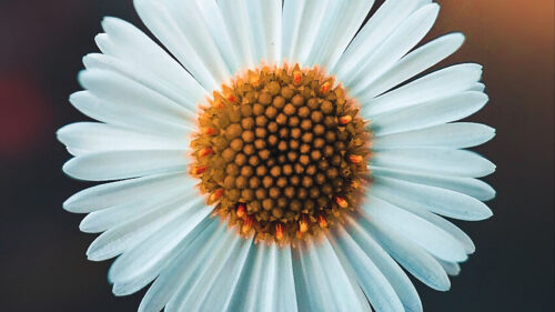 Chamomile, Flower, White, Wallpapers Free Download For Desktop