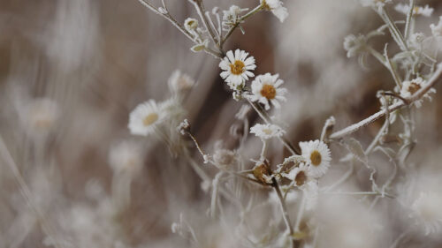 Chamomile, Flowers, Frost, Wallpapers Free Download For Desktop