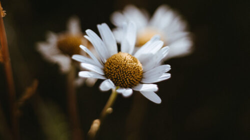 Chamomile, Flowers, Macro, Wallpapers Free Download For Desktop