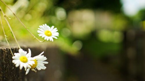 Chamomile, Flowers, White, Wallpapers Free Download For Desktop