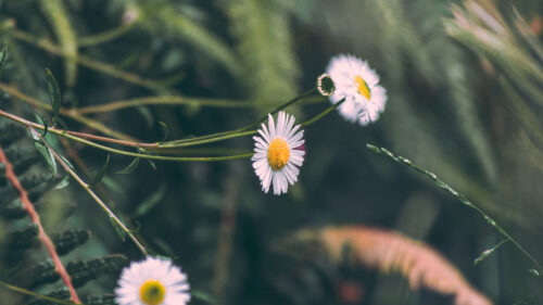 Chamomile, Flowers ,White, Wallpapers Free Download For Desktop