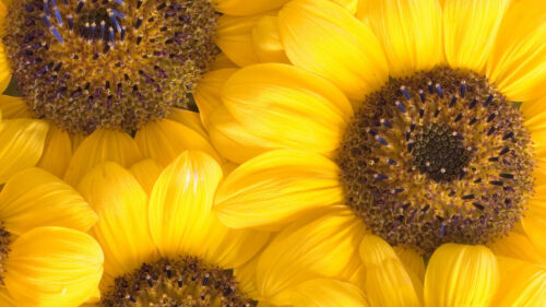 Chamomile, Petals, Macro HD Wallpapers Free Download For Desktop