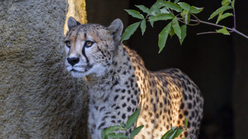 Cheetah, Big, Cat, Glance, Wallpapers Free Download For Desktop
