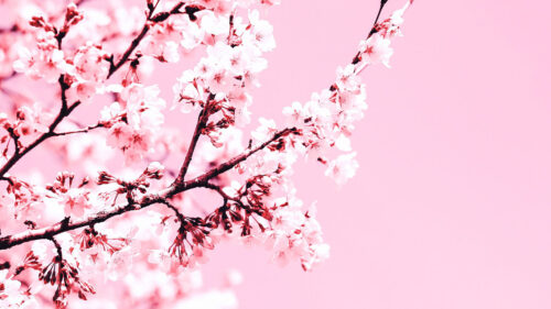 Cherry, Blossom, Flowers, Branch