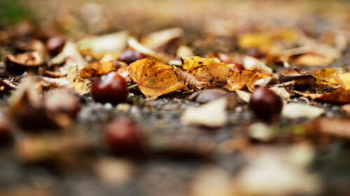 Chestnuts, Leaves, Autumn, Wallpapers Free Download For Desktop
