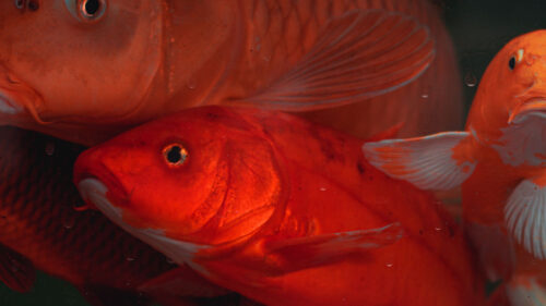 Chinese, Carp, Wallpapers Free Download For Desktop