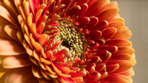 Chrysanthemum, Flower, Macro, Wallpapers Free Download For Your Device