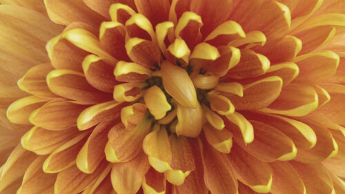 Chrysanthemum, Flower, Petals , Wallpapers Free Download For Your Device