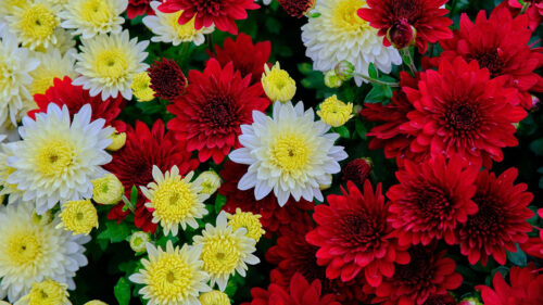 Chrysanthemum, Flowers, Bloom, Wallpapers Free Download For Your Device