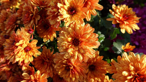 Chrysanthemum, Flowers, Orange, Wallpapers Free Download For Your Device