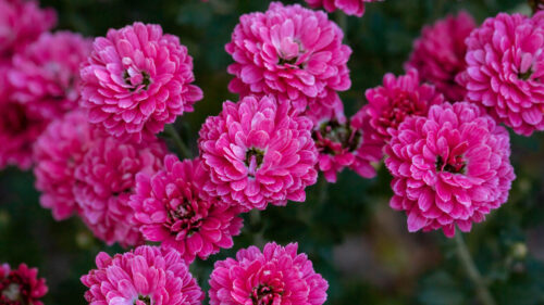 Chrysanthemum, Flowers, Pink, Wallpapers Free Download For Your Device (2)