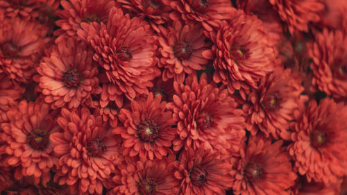 Chrysanthemum, Flowers, Red, Wallpapers Free Download For Windows