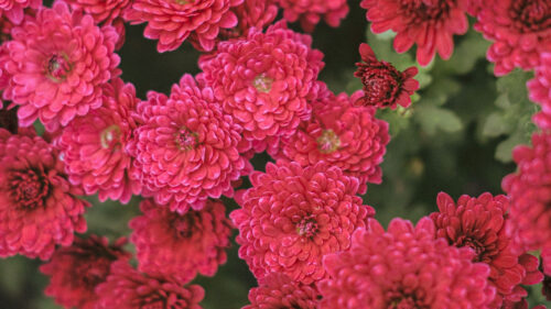 Chrysanthemum, Flowers, Red, Wallpapers Free Download For Windows & iOS