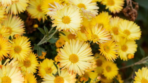 Chrysanthemum, Flowers, Yellow, Wallpapers Free Download For Windows & iOS (2)