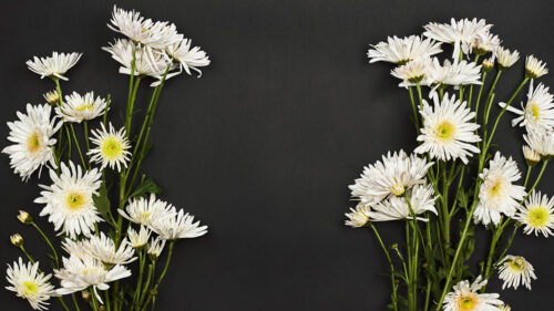 Chrysanthemums, Flowers, Bouquet, Wallpapers Free Download For Windows & iOS