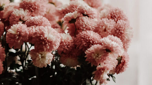 Chrysanthemums, Flowers, Bouquet, Wallpapers Free Download For Windows & iOS