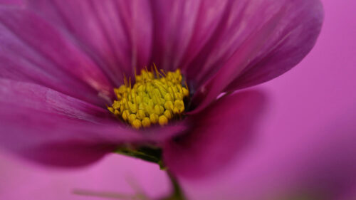 Cosmos, Flower, Macro, Wallpapers Free Download For Desktop